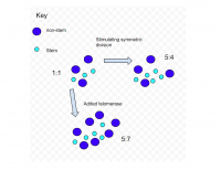 adding telomerase to symmetric cell division_simplified model.png